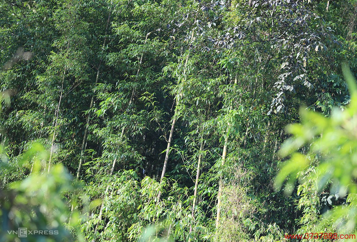 Các cánh rừng tre nứa ở huyện Kỳ Sơn， nơi người dân săn sâu măng. Ảnh: Đức Hùng